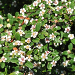 Cotoneaster dammeri Coral beauty, panešplja