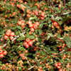 Cotoneaster dammeri Coral beauty, panešplja