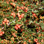 Cotoneaster dammeri Coral beauty, panešplja