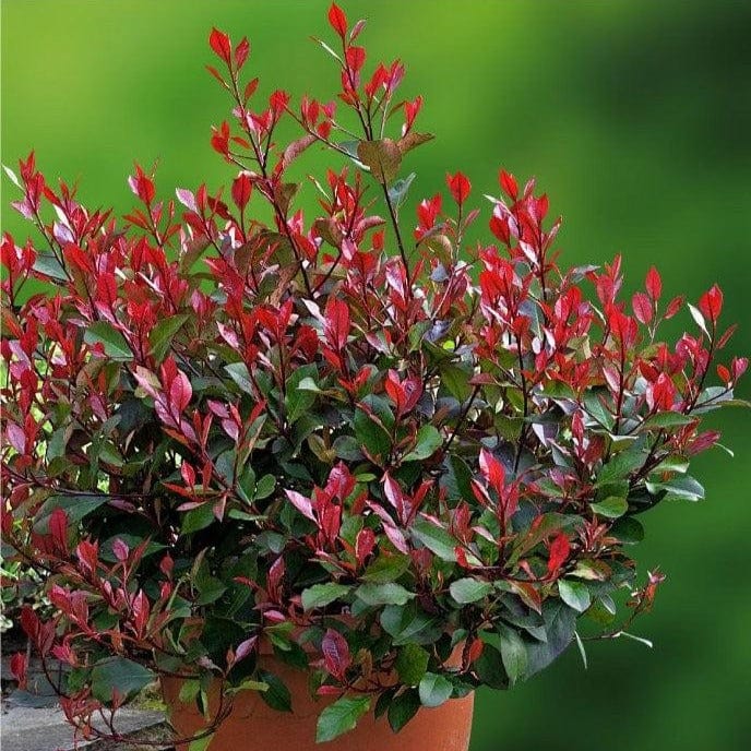 photinia little red robin