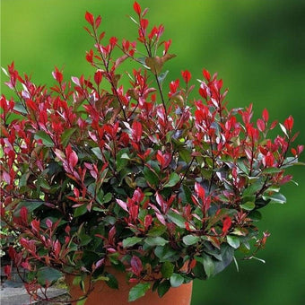 photinia little red robin