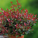photinia little red robin