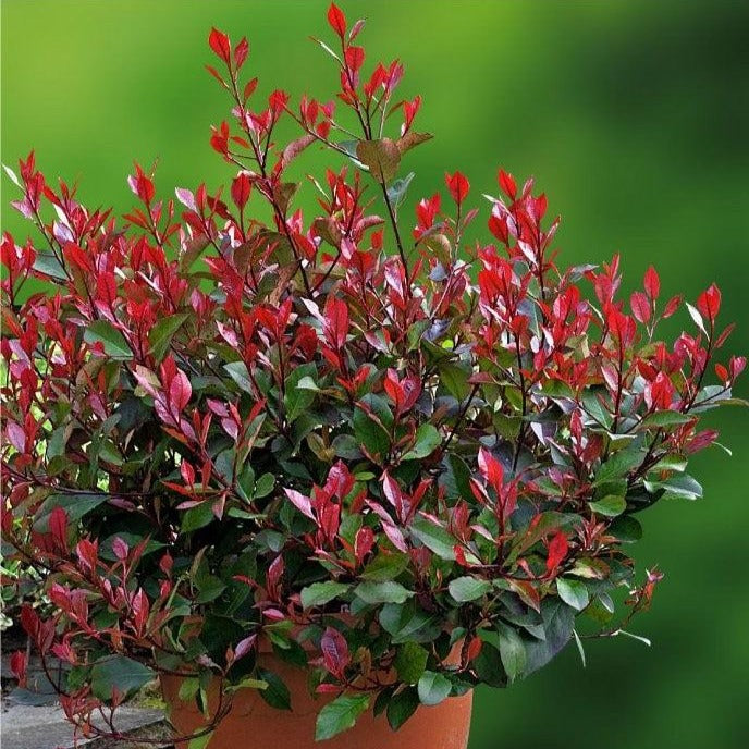 photinia little red robin
