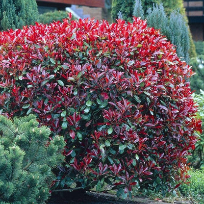 photinia little red robin