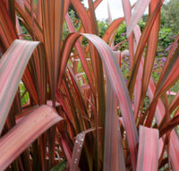 Phormium Tenax Rainbow queen, Novozelandski lan
