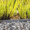 obroba za gredice ecolat 