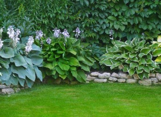 Hosta, Trpotčeva lilija - Vrtnarski-center, spletna trgovina