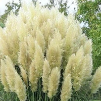 Cortaderia selloana Rosea, Pampaška trava več barv - Vrtnarski-center, spletna trgovina