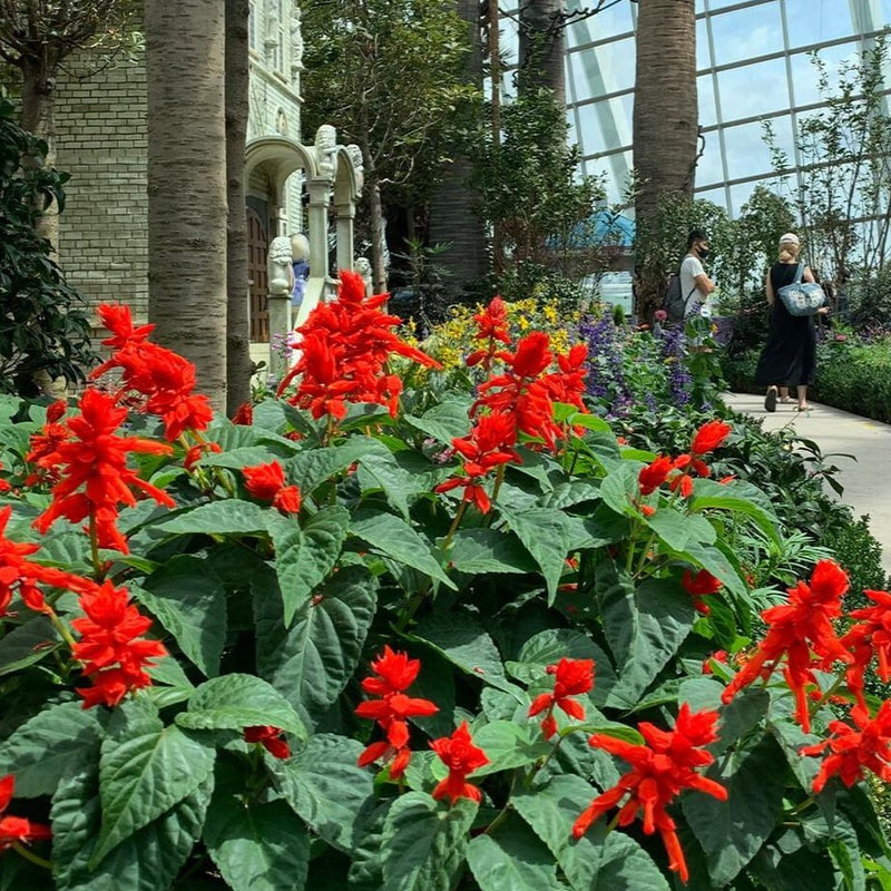 Salvia splendens Carambita, Rdeča kadulja - Vrtnarski-center, spletna trgovina