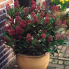 Skimmia japonica Rubella Japonska skimija