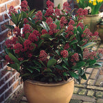 Skimmia japonica Rubella Japonska skimija