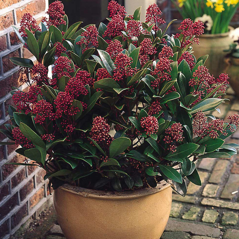 Skimmia japonica Rubella Japonska skimija